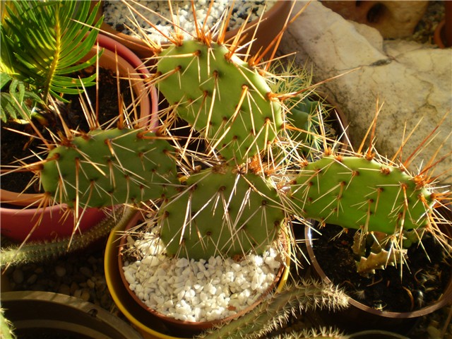 kaktus